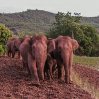 Dateifoto - Ranger suchen nach verwundeten Elefantenbullen