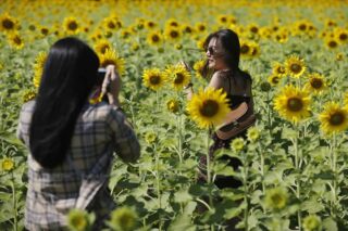 Zwei Frauen nutzen ein Fotomotiv in einem Sonnenblumenfeld in Lop Buri. Der Beginn der kühlen Jahreszeit hat zu einem Anstieg der Touristen geführt
