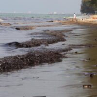 Bemühungen um den Ölschlamm vor der Küste von Rayong zu entfernen_01