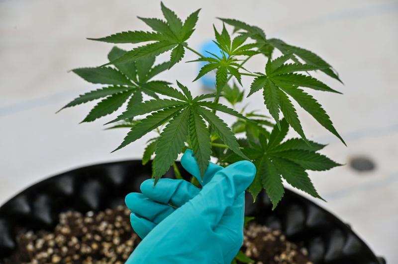 Ein Mitarbeiter hält am 8. Oktober 2020 eine Cannabispflanze im Gewächshaus für medizinisches Marihuana der Government Pharmaceuticals Organization (GPO)