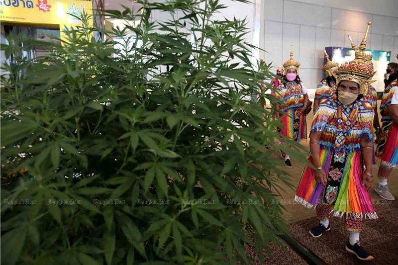 Eine „nora“-Tanzkünstlerin interessiert sich für eine Cannabispflanze. Die Pflanze wurde letzten Monat auf der 18. National Herb Expo in Bangkok ausgestellt.