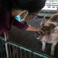 Jintana Jamjumrus, eine Schweinezüchterin, spielt mit einem ihrer verbliebenen Schweine in der Provinz Nakhon Pathom, 17. Januar 2022.