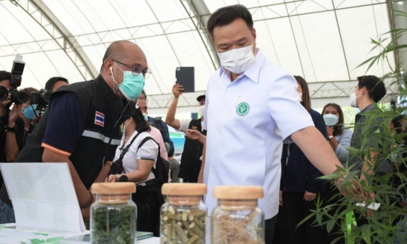 Die Legalisierung von Marihuana bringt Thailand Einnahmen in Höhe von über 7 Milliarden Baht ein, sagt der Gesundheitsminister