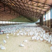 Tierhaltung gibt Vogelgrippe Warnung an Geflügelfarmen heraus