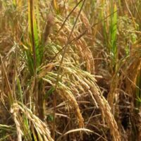 Gremium stimmt Reisversicherungsplan in Höhe von 1,92 Mrd. Baht zu