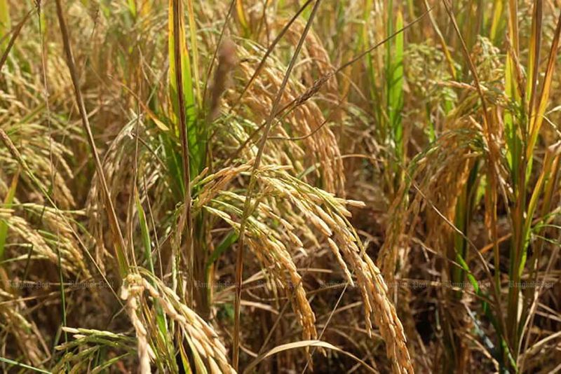 Gremium stimmt Reisversicherungsplan in Höhe von 1,92 Mrd. Baht zu