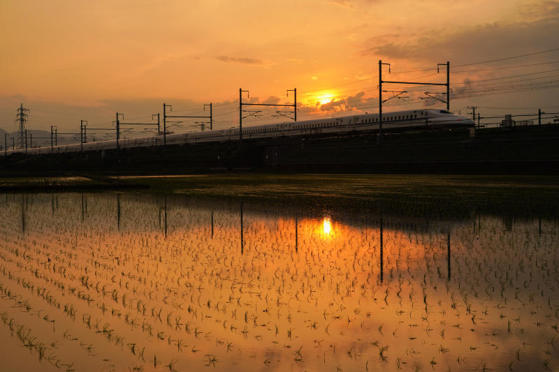 Ein Shinkansen Hochgeschwindigkeitszug fährt am 23. Mai 2022 in Fuji, Präfektur Shizuoka, Japan, in der Abenddämmerung an einem Reisfeld vorbei.