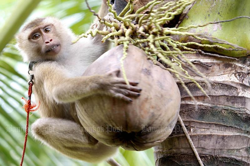 Ein Aktenfoto zeigt einen Makaken, der in der Khlong Noi-Schule für Affen im Distrikt Muang in Surat Thani eine Kokosnuss von einem Baum pflückt