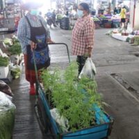 Frau Khamphai Tothong verkauft Cannabispflanzen von einem Schubkarren auf dem Suwaphan-Agrarmarkt von Ang Thong.