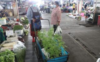 Frau Khamphai Tothong verkauft Cannabispflanzen von einem Schubkarren auf dem Suwaphan-Agrarmarkt von Ang Thong.