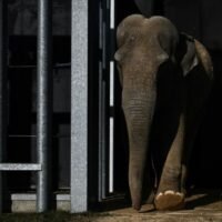 Gandhi, ein asiatischer Elefant, in einem Schutzgebiet in Frankreich.