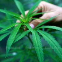 General Prayuth erzwingt ein Verbot des Freizeitkonsums von Cannabis bei den Streitkräften