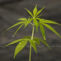 Polizei verhaftet Frau wegen einer Cannabispflanze