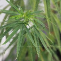 Cannabispflanzen werden auf dem Gelände des Gesundheitsamtes der Provinz Samut Prakan angebaut, da der Cannabisanbau legalisiert ist.