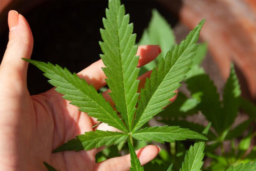 Royal Thai Police zur Strafverfolgung von illegalen Cannabisverkäufen Royal Thai Police zur Strafverfolgung von illegalen Cannabisverkäufen