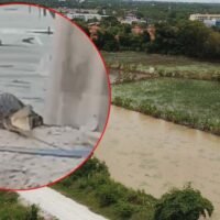 WARNUNG - Frei herumlaufende Krokodile in der Provinz Chonburi