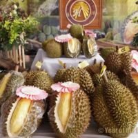 Willkommen im Land der Durian