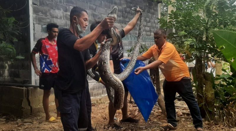 Riesige 40 Kilogramm Schlange, die nach dem Verzehr von 13 Enten gefangen wurde
