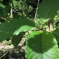 Thailands Gesetz über Kratombäume wurde in der Royal Gazette angekündigt