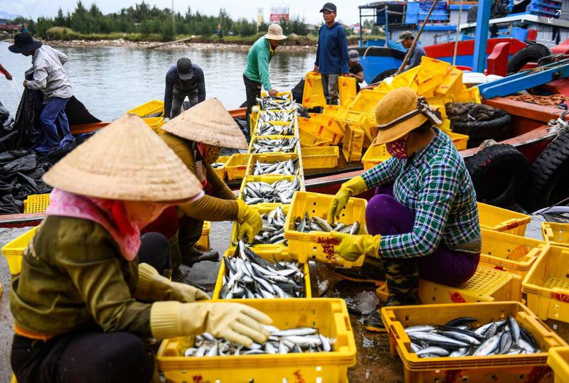 Arbeiter sortieren einen frischen Fischfang auf der vietnamesischen Insel Ly Son, die nordöstlich der zentralvietnamesischen Provinz Quang Ngai liegt.