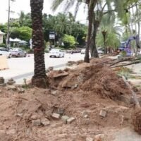 Der Stadtrat von Pattaya fordert den Bürgermeister auf, sich gut um die Palmen zu kümmern, nachdem sie vom Strand von Pattaya entfernt wurden