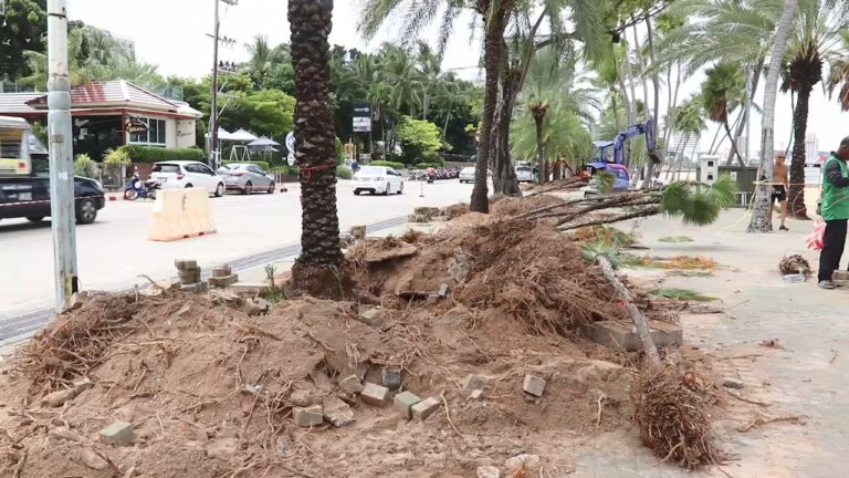 Der Stadtrat von Pattaya fordert den Bürgermeister auf, sich gut um die Palmen zu kümmern, nachdem sie vom Strand von Pattaya entfernt wurden