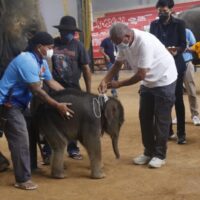 Nongnooch Garden Pattaya begrüßt zwei neue Elefantenbabys