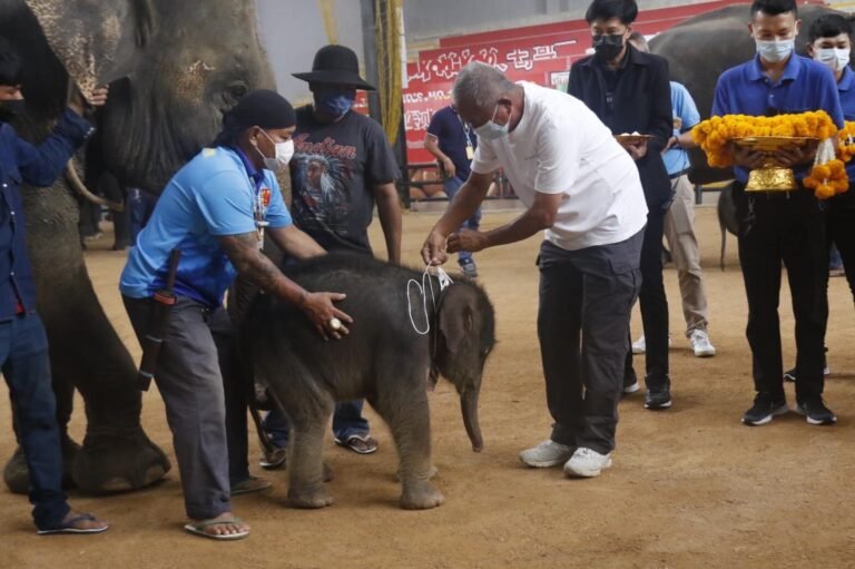 Nongnooch Garden Pattaya begrüßt zwei neue Elefantenbabys