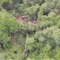 Wilde Elefanten werden im Gemeindewald von Khao Pradu gesichtet, etwa 4 Kilometer von Gemeinden im Bezirk Khon Buri in der Provinz Nakhon Ratchasima entfernt.