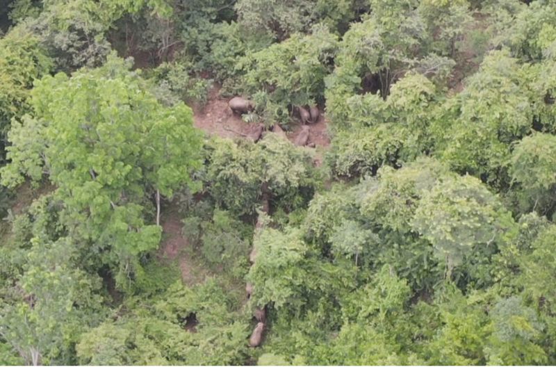 Wilde Elefanten werden im Gemeindewald von Khao Pradu gesichtet, etwa 4 Kilometer von Gemeinden im Bezirk Khon Buri in der Provinz Nakhon Ratchasima entfernt. Wilde Elefanten werden im Gemeindewald von Khao Pradu gesichtet, etwa 4 Kilometer von Gemeinden im Bezirk Khon Buri in der Provinz Nakhon Ratchasima entfernt.