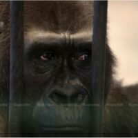 Bua Noi lebt seit 30 Jahren in einem 20 x 10 Meter großen Käfig in einem Zoo im sechsten und siebten Stock des Kaufhauses Pata Pinklao in Bangkok.