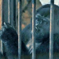 Bua Noi späht vor zwei Wochen aus ihrem Käfig im Pata Zoo im Kaufhaus Pata im Stadtteil Bang Phlat in Bangkok.