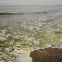 Entlang eines 3 km langen Küstenabschnitts in Rayong ist eine Algenblüte zu sehen, die einen fauligen Geruch verströmt.