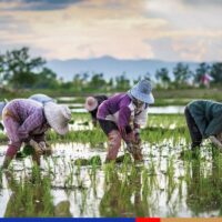Thailand hat laut einem neuen Bericht der Weltbank die höchste Einkommensungleichheit in Ostasien, wobei die ländlichen Haushalte die Hauptlast der Armutsprobleme tragen