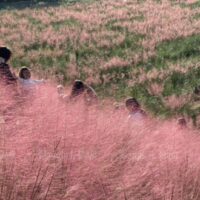 Touristen besuchen gerne eine Grasfläche von Pink Muhly auf der Kräuterinsel Pocheon in Gyeonggi. In Südkorea färbt sich Muhly normalerweise ab Mitte September rosa und lila