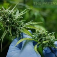 Eine neue Verordnung zur Kontrolle der Verwendung von Cannabisblüten für medizinische und industrielle Zwecke wurde erlassen.