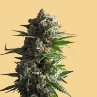 Handel mit Cannabisblüten soll eingedämmt werden – aber keine Chance für Marihuana, wieder auf die Betäubungsmittelliste zu kommen