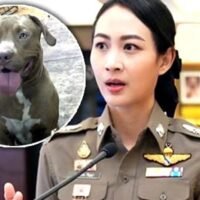 Warnung an alle Hundebesitzer in Thailand nach einem kürzlichen Pitbull Angriff und anderen schwerwiegenden Vorfällen