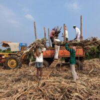 Arbeiter einer Zuckerfabrik laden am Samstag im Distrikt Sangli im westlichen Bundesstaat Maharashtra, Indien, geerntetes Zuckerrohr auf einen Traktorwagen