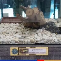 Die Polizei weitete ihre Ermittlungen auf Unternehmen auf Phuket aus, von denen sie glaubt, dass sie mit dem mutmaßlichen Drogenboss Chainat Kornchayanan in Verbindung stehen, wo Razzien bei mehreren mit ihm verbundenen Unternehmen zur Beschlagnahme von Fahrzeugen, Computern und lebenden Schlangen am späten Mittwochabend (30. November) führten