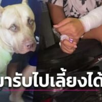 Daily News berichtete gestern über einen entsetzlichen Vorfall in Samut Prakan, als der Pitbull einer Familie eine alte Dame und zwei Enkelkinder bösartig angriff