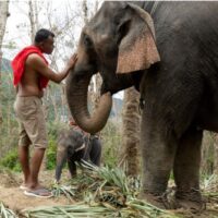 Ein Elefantencamp hat sechs neue Jumbos gekauft, um Touristen und wiederkehrende chinesische Besucher willkommen zu heißen und Aktivitäten von Elefantenritten bis hin zu Elefantenduschen anzubieten, sagte der Besitzer. Das Pang Chang Kamala Elephant Camp auf der Ferieninsel Phuket fügt auch Programme wie die Elefantenpflege hinzu, da die Buchungen nach dem Mondneujahr gestiegen sind, sagte Campbesitzer Wittaya Taweeros gegenüber der Nachrichtenagentur Reuters