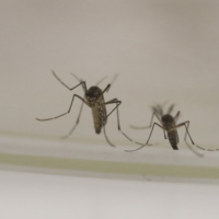 Moskitos, die Dengue- und andere Viren übertragen, haben in vielen Teilen Asiens eine wachsende Resistenz gegen Insektizide entwickelt, und neue Wege, sie zu kontrollieren, werden dringend benötigt, warnen neue Forschungsergebnisse
