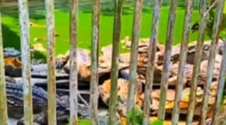 190 Krokodile wurden jahrelang auf einer Krokodilfarm ausgesetzt, ohne jegliche Pflege, einschließlich Nahrung. Grund für die Aufgabe ist der Tod des Besitzers. Beamte des Ministeriums für Fischerei in der Provinz Songkhla sind eingesprungen, um zu helfen. Dorfbewohner beschwerten sich am 27. Februar 2023 auf einer Facebook Seite in Thailand namens „Big Krian“. Der Besitzer der Krokodile starb und niemand kümmerte sich weiter um die Krokodile. Einige von ihnen haben sich zum Kannibalismus entschlossen und einige haben bereits ihren Schwanz verloren.