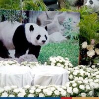 China wird erwägen, einen weiteren Riesenpanda nach Thailand zu schicken, nachdem die Todesursache von Lin Hui im Zoo von Chiang Mai festgestellt wurde, so das chinesische Konsulat in der nördlichen Stadt. Der Zoo von Chiang Mai verabschiedete sich am Mittwoch mit einer Verdienstzeremonie zum siebten Tag nach Lin Huis Tod endgültig von Thailands letztem Riesenpanda.