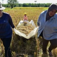 Der Agrarsektor nimmt in Thailand seit jeher einen wichtigen Platz ein, obwohl die landwirtschaftliche Produktion des Landes weniger als 10 Prozent des Bruttoinlandsprodukts (BIP) ausmacht. Die Bedeutung des Sektors liegt in der Tatsache begründet, dass er im vierten Quartal des vergangenen Jahres 12,2 Millionen Menschen beschäftigte, was etwa 30 Prozent der Erwerbsbevölkerung des Landes entspricht