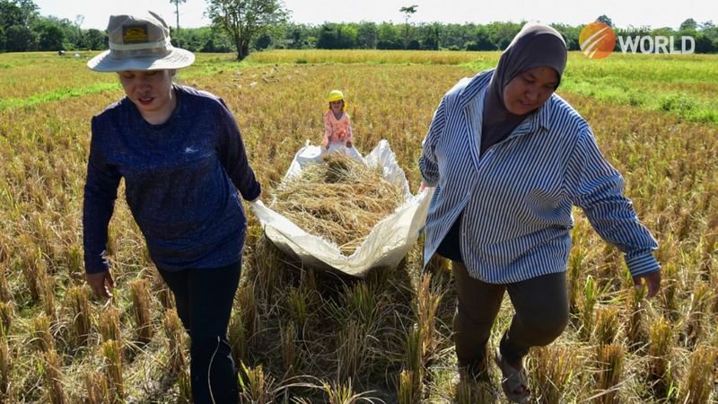 Der Agrarsektor nimmt in Thailand seit jeher einen wichtigen Platz ein, obwohl die landwirtschaftliche Produktion des Landes weniger als 10 Prozent des Bruttoinlandsprodukts (BIP) ausmacht. Die Bedeutung des Sektors liegt in der Tatsache begründet, dass er im vierten Quartal des vergangenen Jahres 12,2 Millionen Menschen beschäftigte, was etwa 30 Prozent der Erwerbsbevölkerung des Landes entspricht
