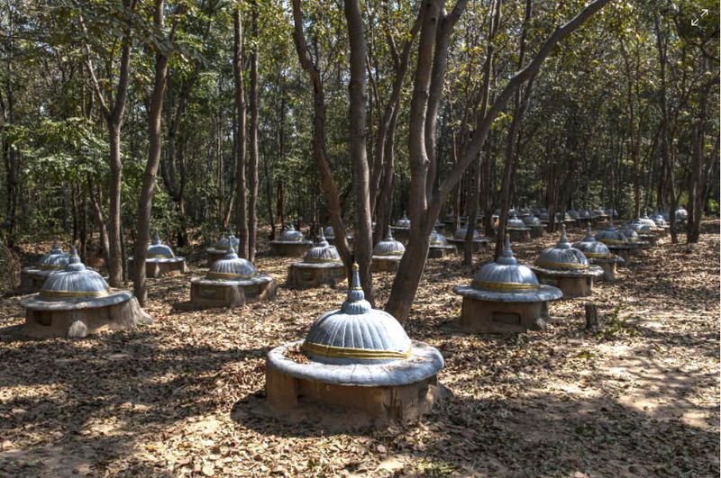 Lucky war damit beschäftigt, etwas frisch gemähtes Gras zu Kauen, als sie einen besonderen Leckerbissen entdeckte, den ein Tourist hochhielt. Lucky ließ ihren nächsten Bissen Grünzeug fallen und streckte ihre Rüssel aus, um nach der Banane zu fragen. Lucky war damit beschäftigt, etwas frisch gemähtes Gras zu Kauen, als sie einen besonderen Leckerbissen entdeckte, den ein Tourist hochhielt. Lucky ließ ihren nächsten Bissen Grünzeug fallen und streckte ihre Rüssel aus, um nach der Banane zu fragen.