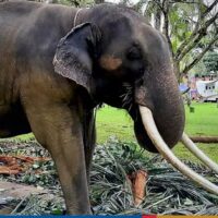 Premierminister Prayuth Chan o-cha hat den Minister für natürliche Ressourcen und Umwelt, Varawut Silpa-archa, aufgefordert, den Prozess zu beschleunigen, um einen misshandelten thailändischen Elefanten zur Behandlung aus Sri Lanka zurückzubringen.