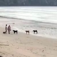 Am Strand von Ao Nang in der Provinz Krabi hat es weitere Dramen mit streunenden Hunden gegeben. Ein Rudel streunender Hunde hat zwei ausländische Touristen am Strand eingeschüchtert, berichtete The Phuket Express gestern. Das Paar ging mit seinem Hund am Strand spazieren, als das Rudel von fünf bis sechs Streunern sie aggressiv anbellte.